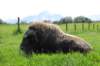 alaskajune201607630_small.jpg