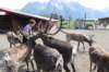 alaskajune201608030_small.jpg