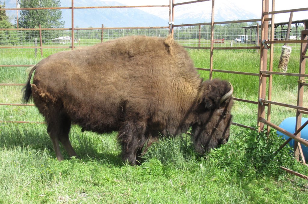 alaskajune201608180.jpg