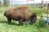 alaskajune201608180_small.jpg