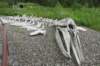 alaskajune201612900_small.jpg