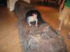 img_6549b_small.jpg