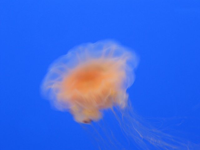 img_0980.jpg