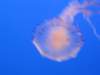 img_0984_small.jpg