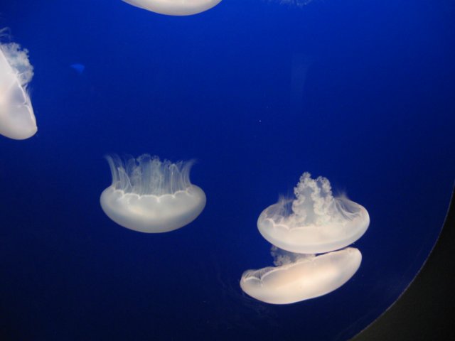 img_0989.jpg
