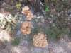 oklabransonsept20152020_small.jpg