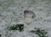 snowman.jpg (72830 bytes)