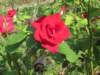img_0801_small.jpg