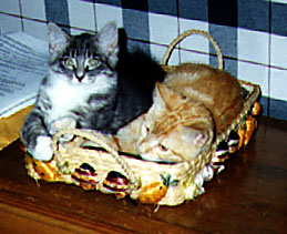 Kitty Kasserole