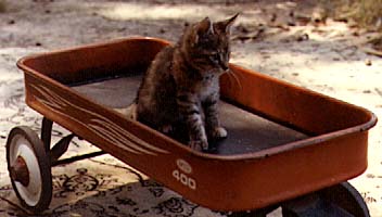 Baby Pekoe