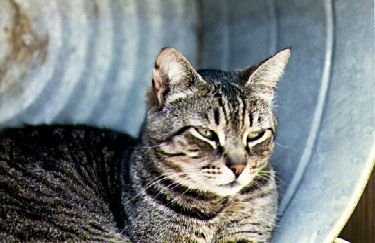 Pekoe