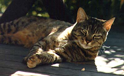 Pekoe