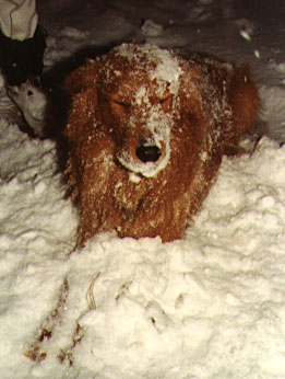 Red Dog
