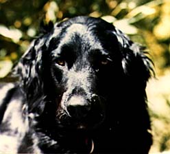 Labrador+cocker+spaniel