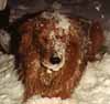 Red Dog