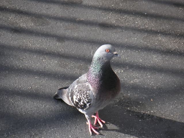 bird1