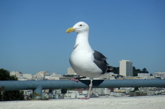 bird2