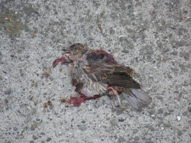 bird3