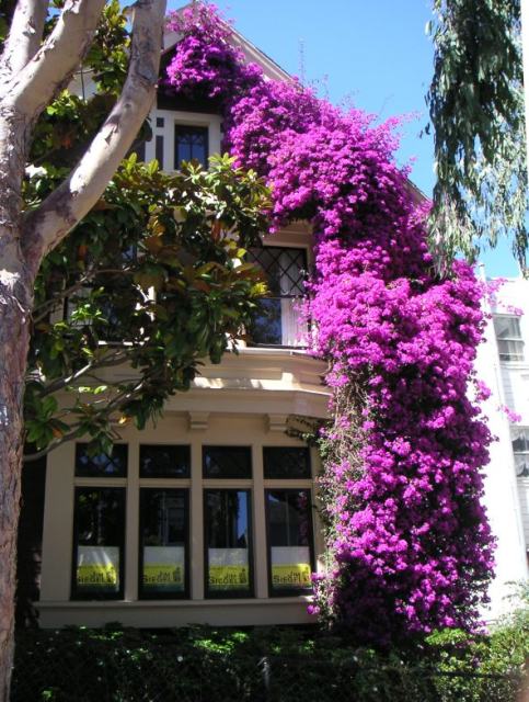 bougainvillea