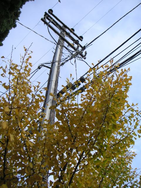 december-pole