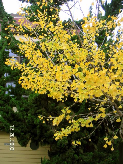 fallcolors03