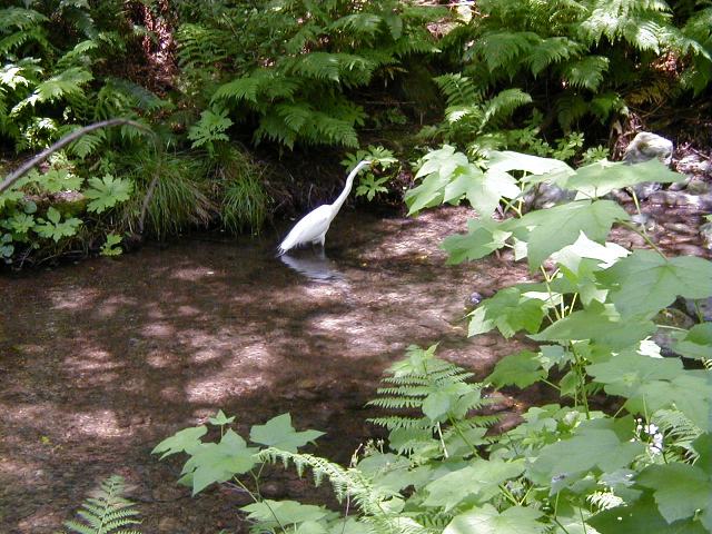 muir-woods-egret