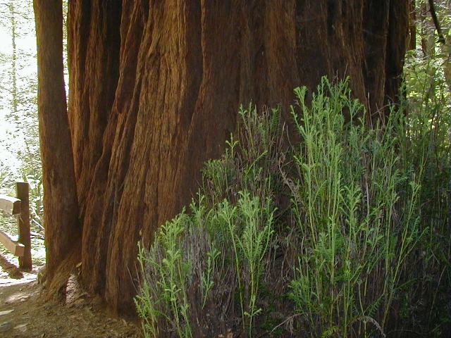 muir-woods-redwoods