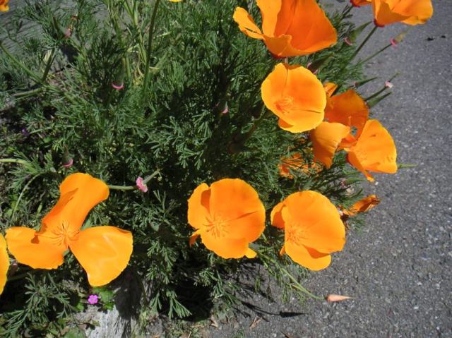 poppies