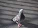bird1