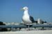 bird2