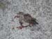 bird3