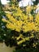 fallcolors03