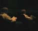 movies5