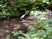 muir-woods-egret