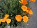 poppies