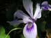 wildiris