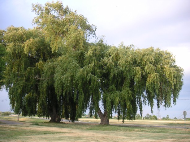 trees