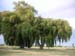 trees