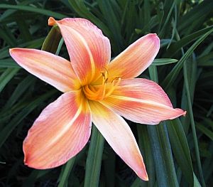 daylily1300.jpg (19202 bytes)