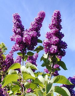 lilac1320.jpg (31053 bytes)