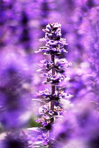 purplestalk.jpg (24234 bytes)