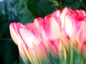 tulips3.jpg (22273 bytes)