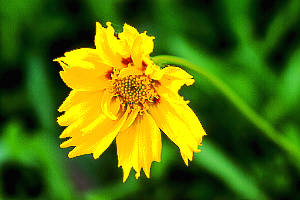 coreopsis.jpg (15112 bytes)