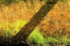 10-stonebarkreflectionADJ18x240.jpg (28665 bytes)