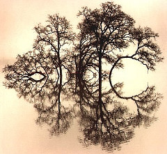 ctreesbwsepiaX240.jpg (31349 bytes)