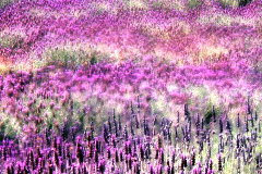 ozlavenderX240.jpg (21856 bytes)
