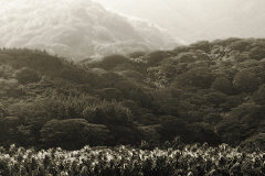 raiateastepsX240.jpg (19984 bytes)