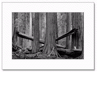 gallery.gif (88633 bytes)