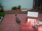 thumbs/backyard-024.png