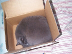 thumbs/blue_box1.png